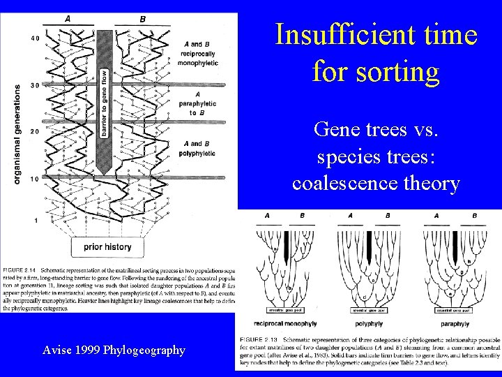 Insufficient time for sorting Gene trees vs. species trees: coalescence theory Avise 1999 Phylogeography