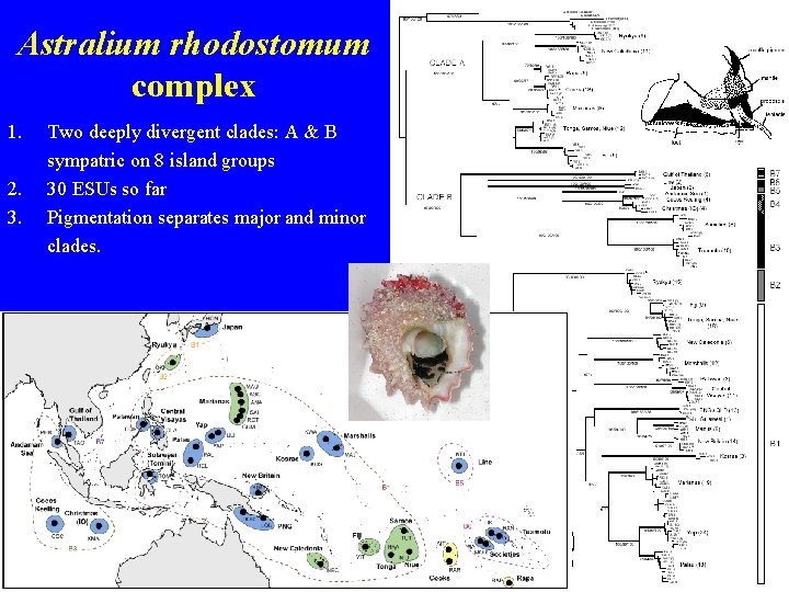 Astralium rhodostomum complex 1. 2. 3. Two deeply divergent clades: A & B sympatric