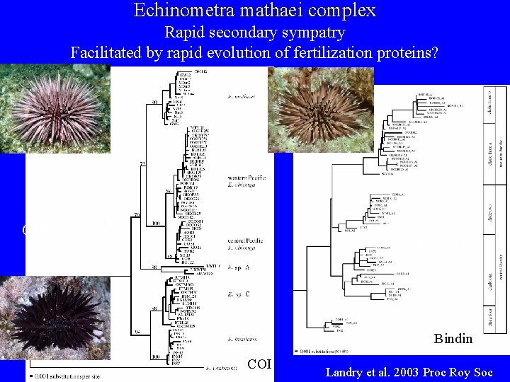 Echinometra mathaei complex Rapid secondary sympatry Facilitated by rapid evolution of fertilization proteins? COI