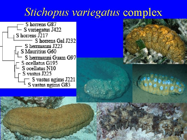 Stichopus variegatus complex 