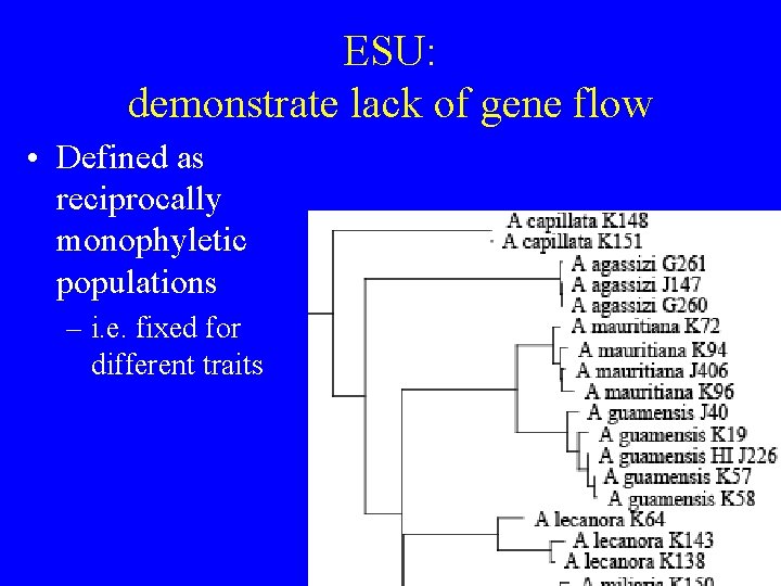 ESU: demonstrate lack of gene flow • Defined as reciprocally monophyletic populations – i.