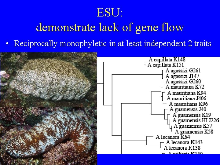 ESU: demonstrate lack of gene flow • Reciprocally monophyletic in at least independent 2