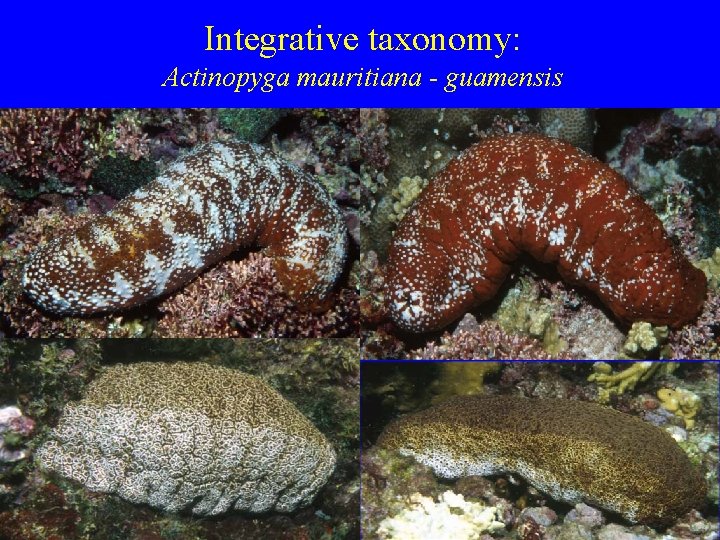 Integrative taxonomy: Actinopyga mauritiana - guamensis 