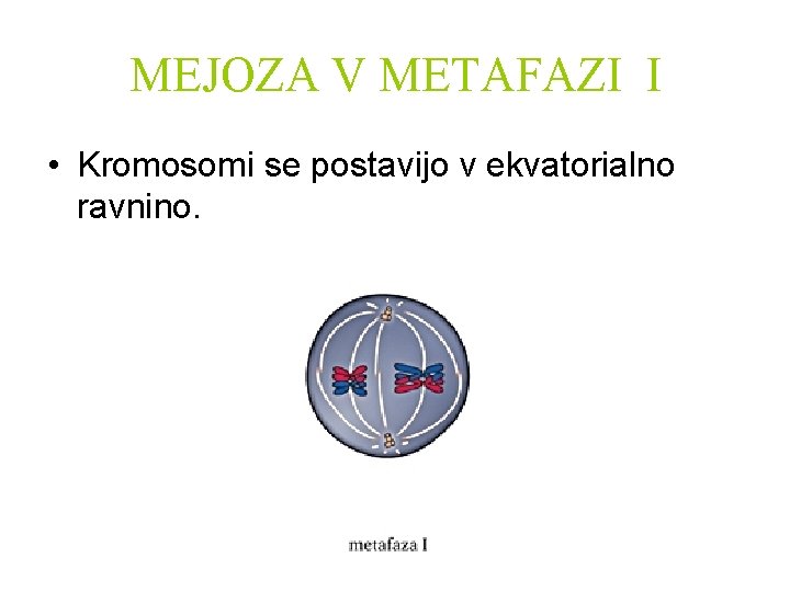 MEJOZA V METAFAZI I • Kromosomi se postavijo v ekvatorialno ravnino. 