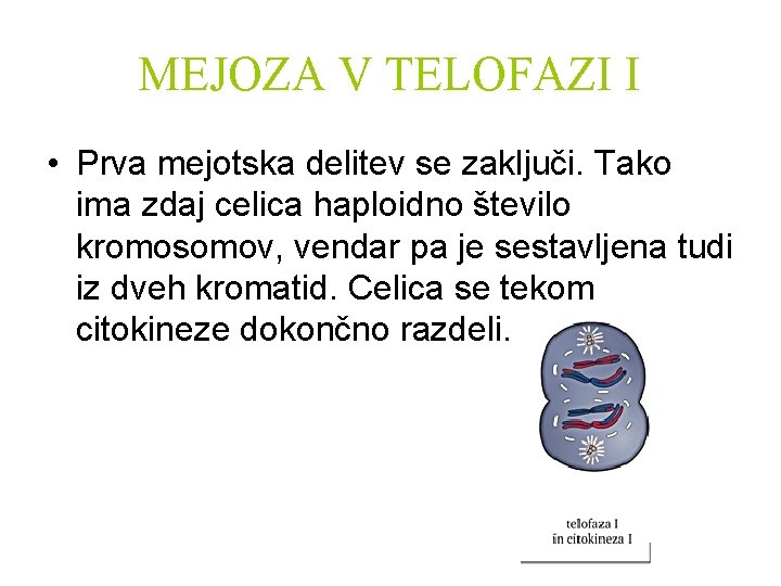 MEJOZA V TELOFAZI I • Prva mejotska delitev se zaključi. Tako ima zdaj celica