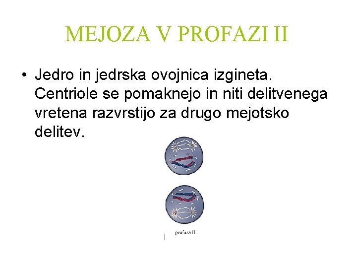 MEJOZA V PROFAZI II • Jedro in jedrska ovojnica izgineta. Centriole se pomaknejo in