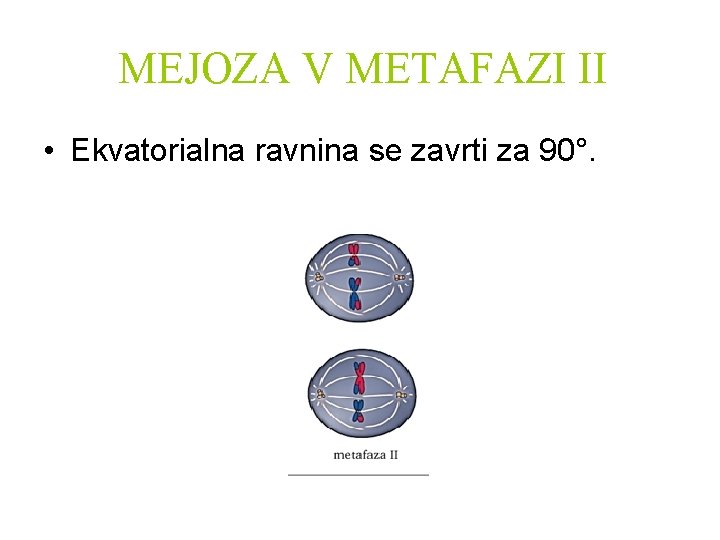 MEJOZA V METAFAZI II • Ekvatorialna ravnina se zavrti za 90°. 