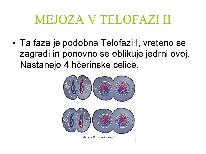 MEJOZA V TELOFAZI II • Ta faza je podobna Telofazi I, vreteno se zagradi