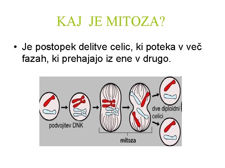 KAJ JE MITOZA? • Je postopek delitve celic, ki poteka v več fazah, ki