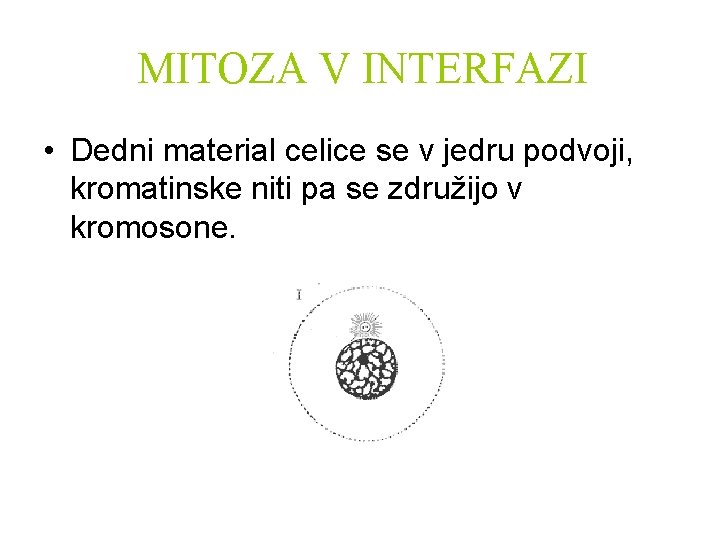 MITOZA V INTERFAZI • Dedni material celice se v jedru podvoji, kromatinske niti pa