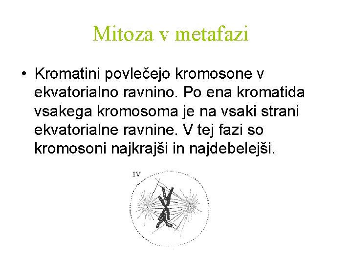 Mitoza v metafazi • Kromatini povlečejo kromosone v ekvatorialno ravnino. Po ena kromatida vsakega