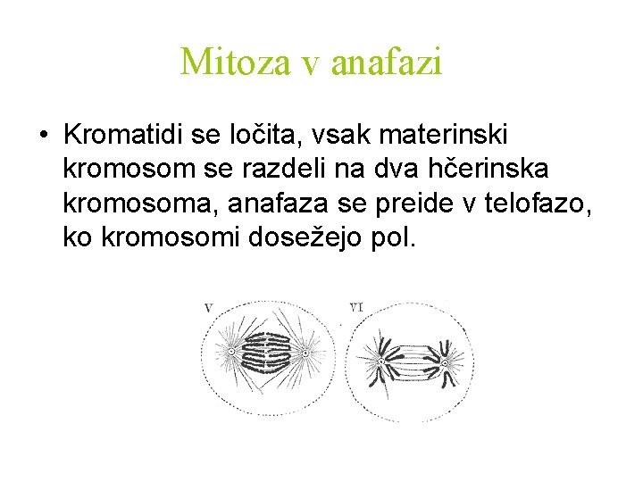 Mitoza v anafazi • Kromatidi se ločita, vsak materinski kromosom se razdeli na dva