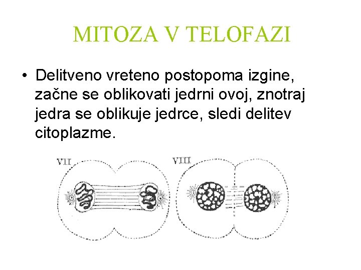 MITOZA V TELOFAZI • Delitveno vreteno postopoma izgine, začne se oblikovati jedrni ovoj, znotraj