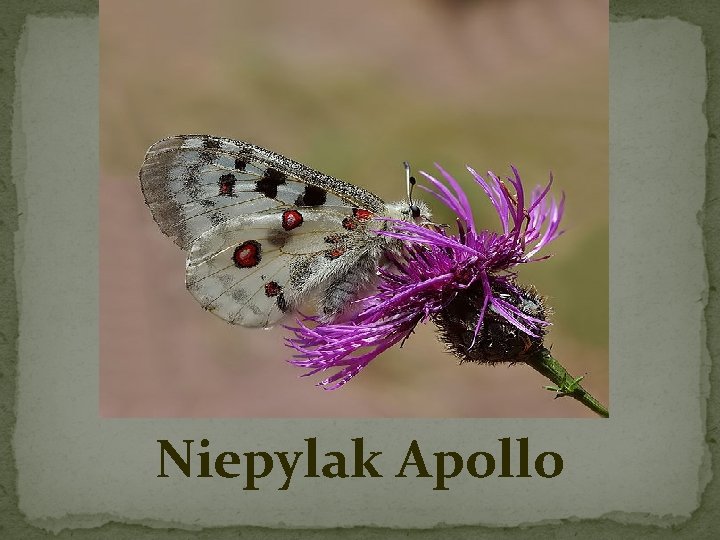 Niepylak Apollo 