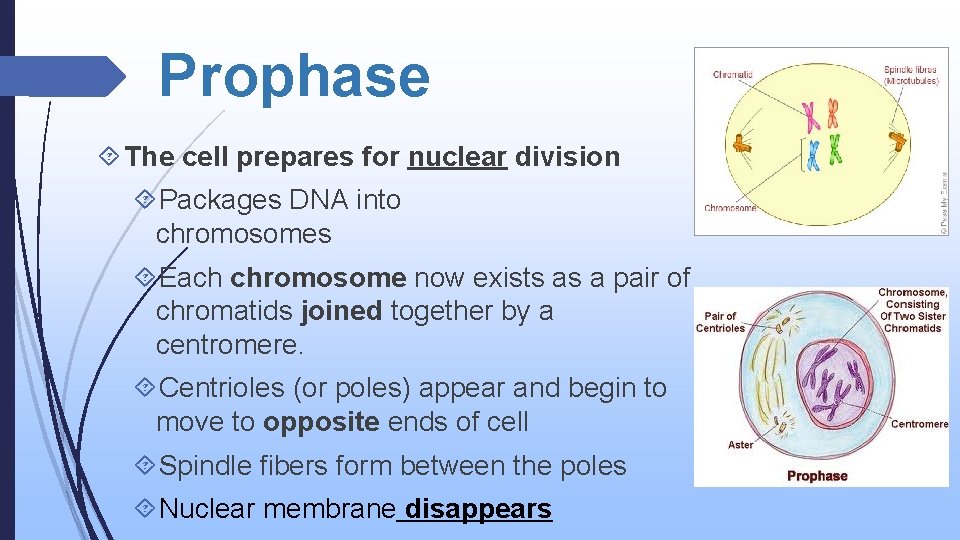 Prophase The cell prepares for nuclear division Packages DNA into chromosomes Each chromosome now