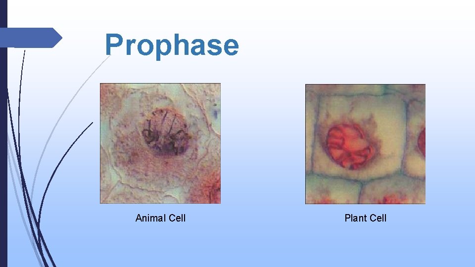 Prophase Animal Cell Plant Cell 