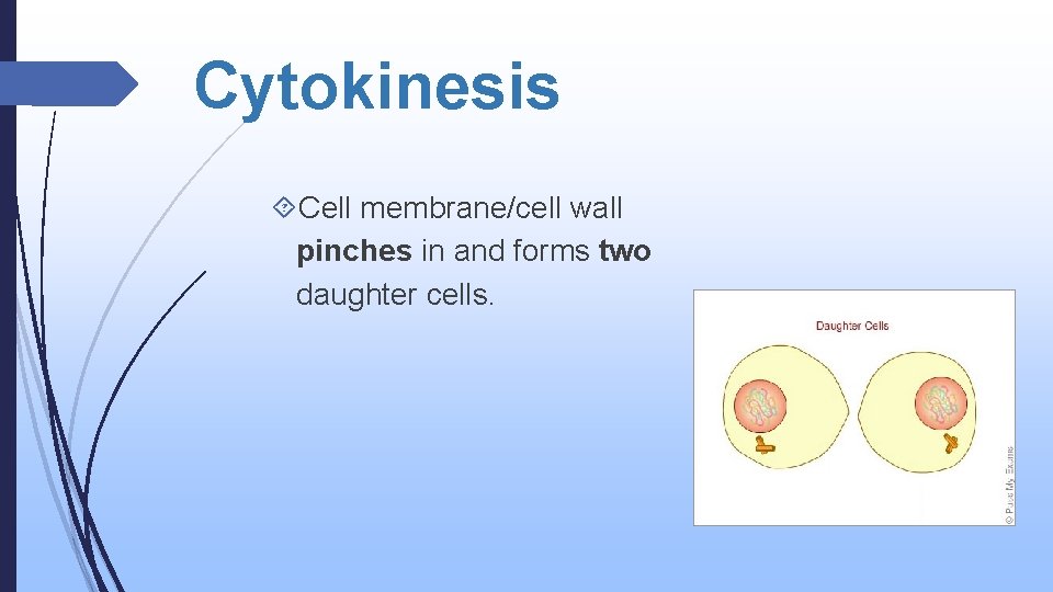 Cytokinesis Cell membrane/cell wall pinches in and forms two daughter cells. 