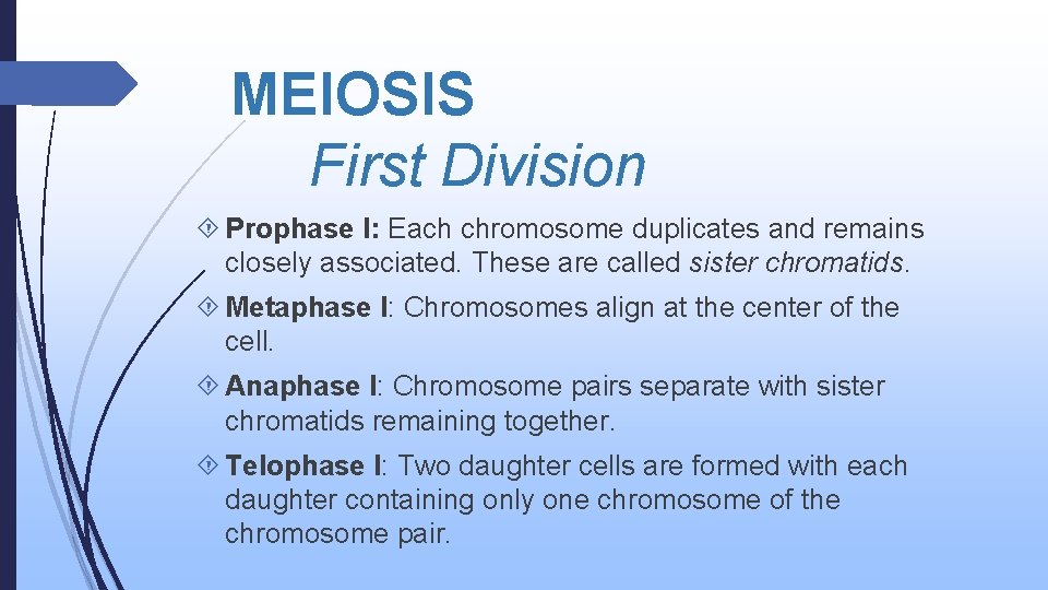 MEIOSIS First Division Prophase I: Each chromosome duplicates and remains closely associated. These are