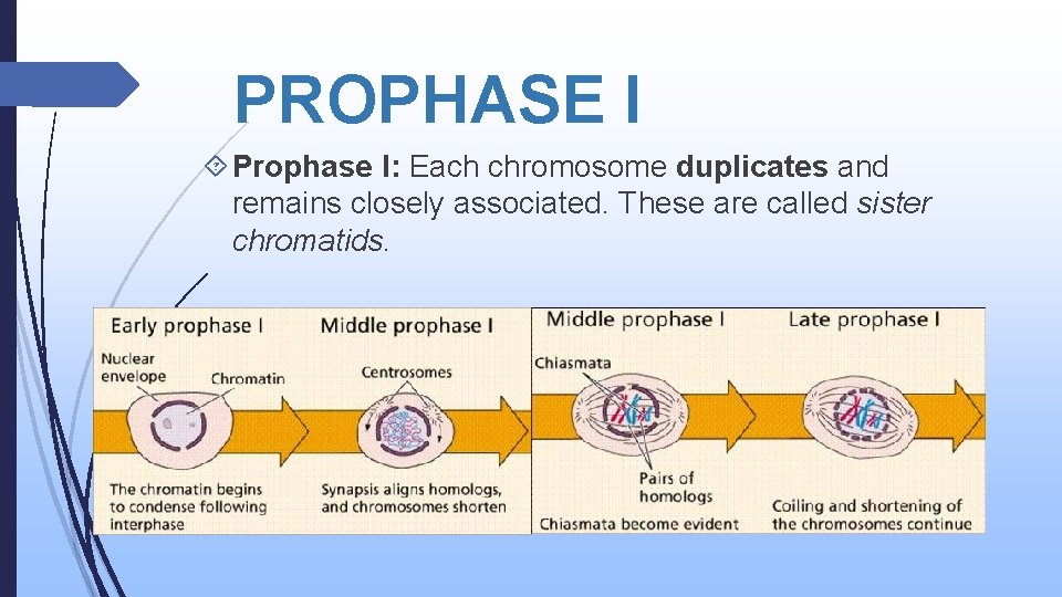 PROPHASE I Prophase I: Each chromosome duplicates and remains closely associated. These are called