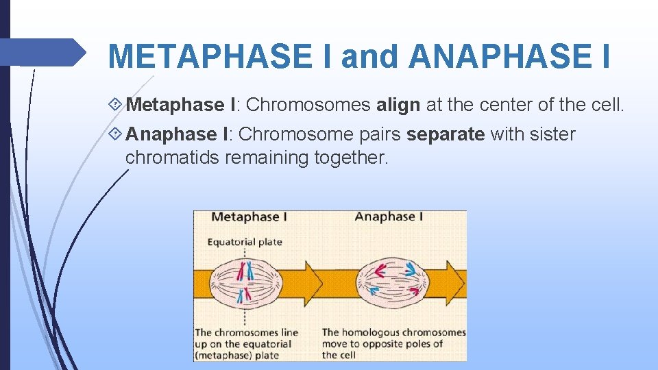 METAPHASE I and ANAPHASE I Metaphase I: Chromosomes align at the center of the