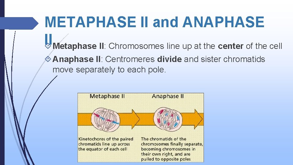 METAPHASE II and ANAPHASE II Metaphase II: Chromosomes line up at the center of