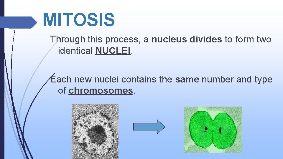 MITOSIS Through this process, a nucleus divides to form two identical NUCLEI. Each new