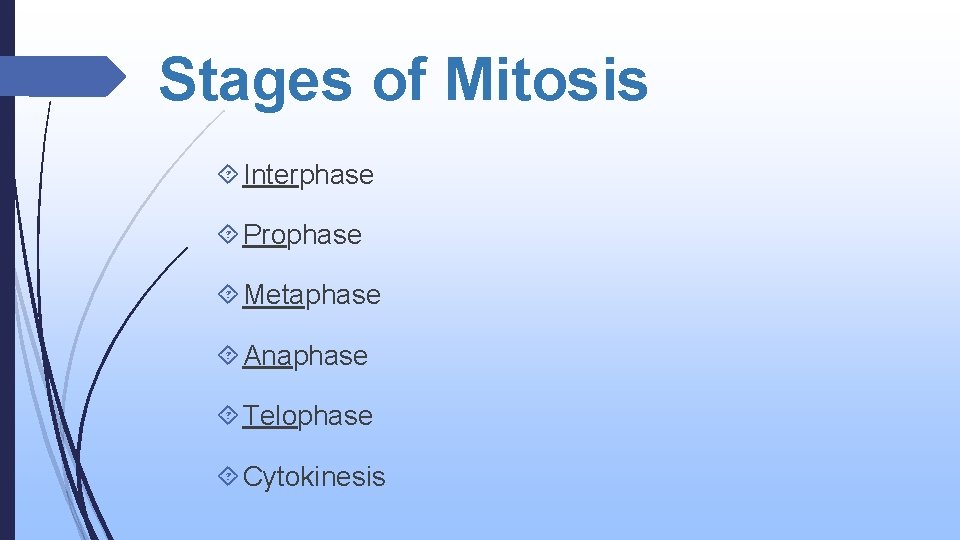 Stages of Mitosis Interphase Prophase Metaphase Anaphase Telophase Cytokinesis 
