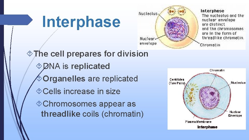 Interphase The cell prepares for division DNA is replicated Organelles are replicated Cells increase