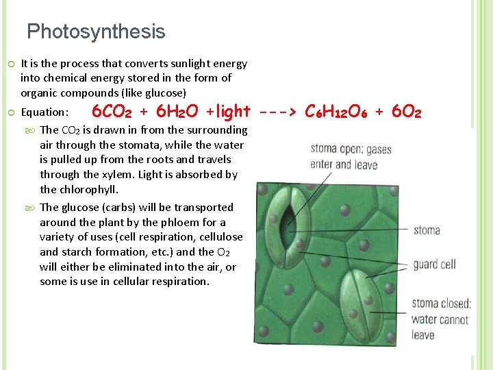 Photosynthesis ¢ ¢ It is the process that converts sunlight energy into chemical energy
