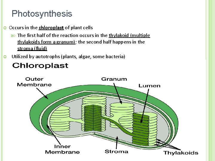 Photosynthesis ¢ ¢ Occurs in the chloroplast of plant cells The first half of
