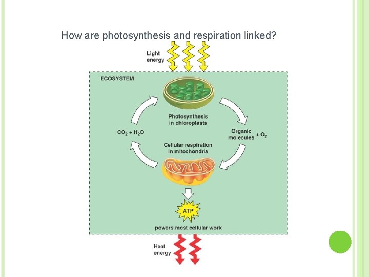 How are photosynthesis and respiration linked? 