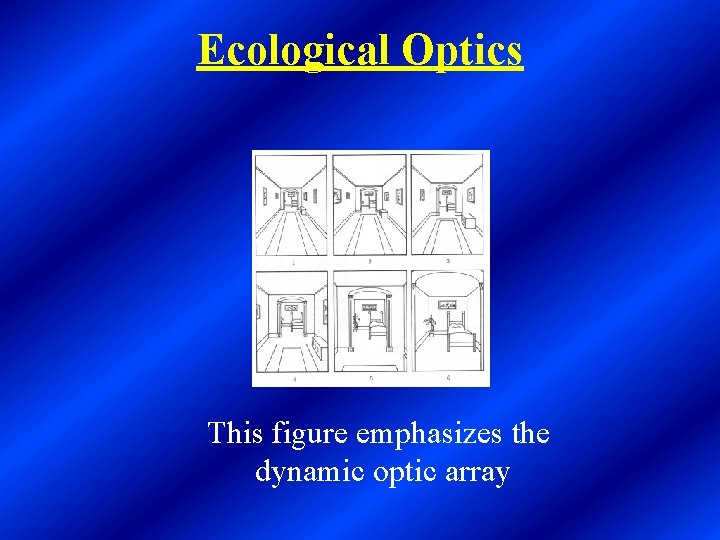 Ecological Optics This figure emphasizes the dynamic optic array 