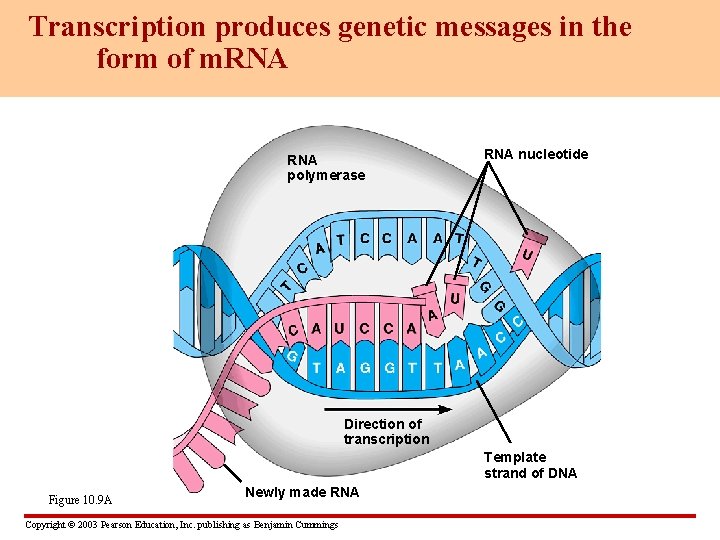 Transcription produces genetic messages in the form of m. RNA polymerase RNA nucleotide Direction