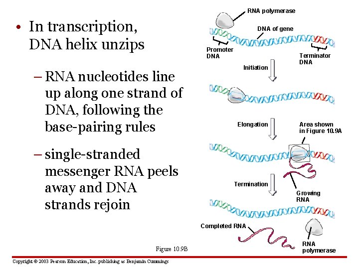 RNA polymerase • In transcription, DNA helix unzips DNA of gene Promoter DNA –