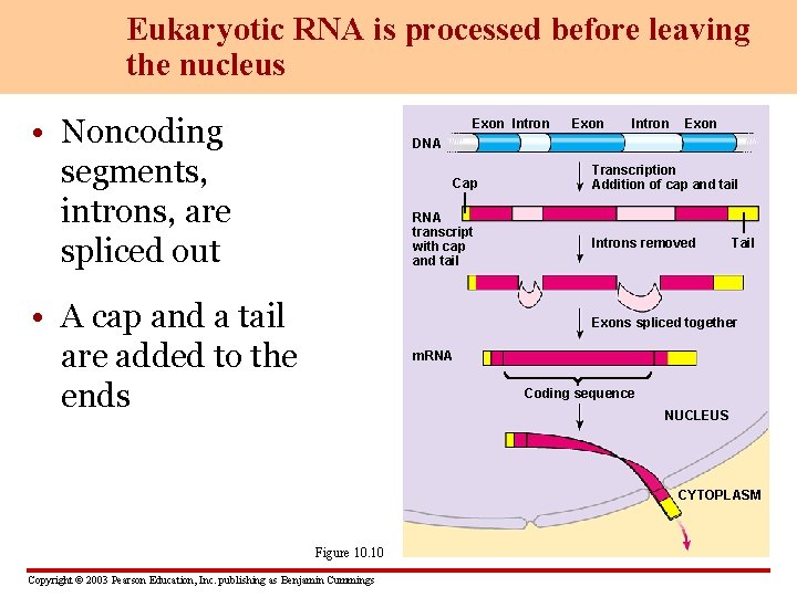 Eukaryotic RNA is processed before leaving the nucleus • Noncoding segments, introns, are spliced