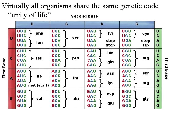 Virtually all organisms share the same genetic code “unity of life” Second Base C