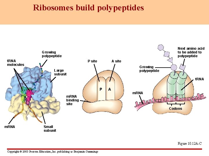 Ribosomes build polypeptides Next amino acid to be added to polypeptide Growing polypeptide t.