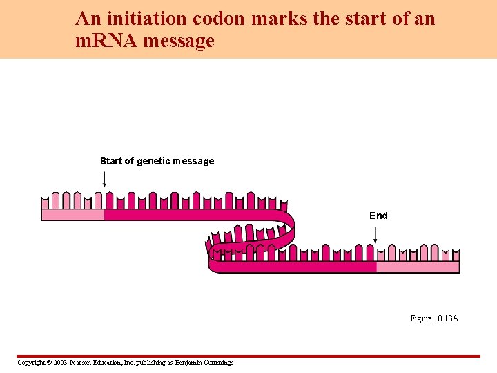 An initiation codon marks the start of an m. RNA message Start of genetic