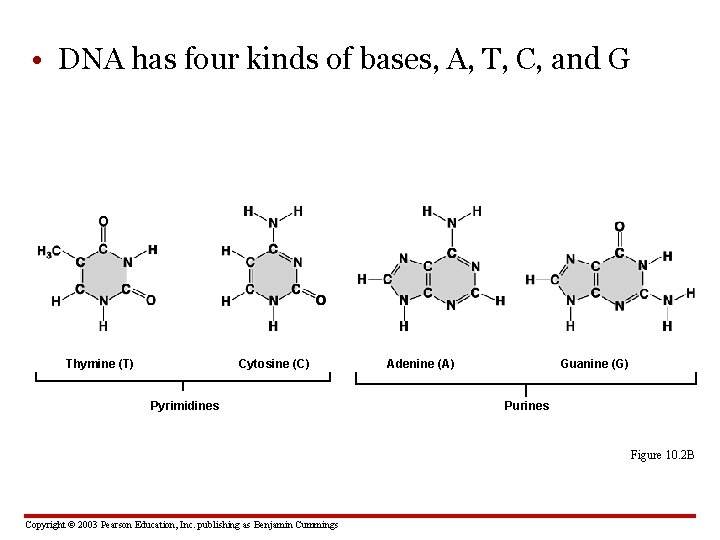  • DNA has four kinds of bases, A, T, C, and G Thymine