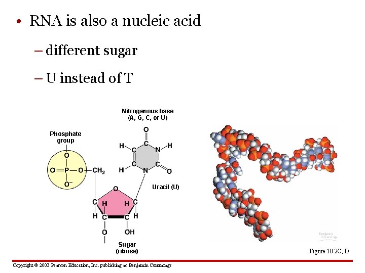  • RNA is also a nucleic acid – different sugar – U instead