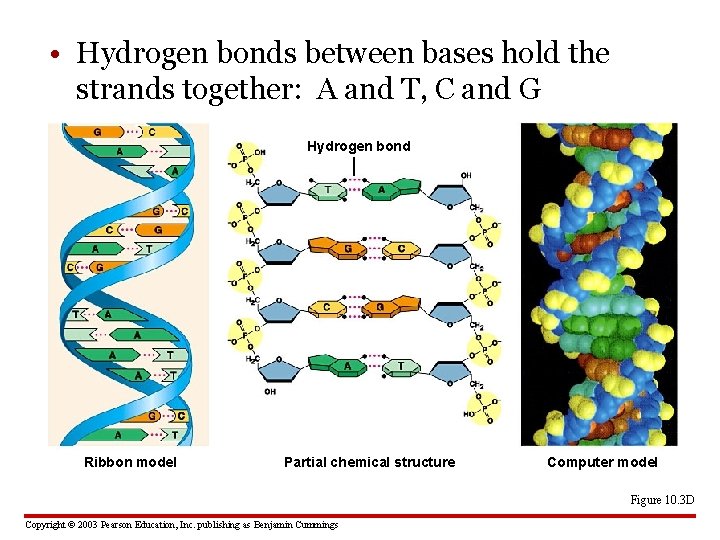  • Hydrogen bonds between bases hold the strands together: A and T, C