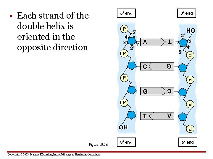  • Each strand of the double helix is oriented in the opposite direction