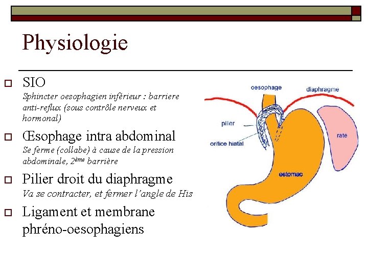 Physiologie o SIO Sphincter oesophagien inférieur : barriere anti-reflux (sous contrôle nerveux et hormonal)