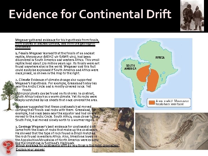 Evidence for Continental Drift Wegener gathered evidence for his hypothesis from fossils, from studies