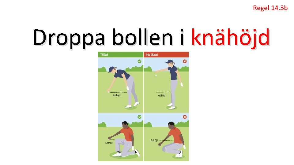 Regel 14. 3 b Droppa bollen i knähöjd 