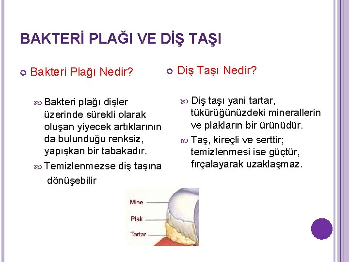 BAKTERİ PLAĞI VE DİŞ TAŞI Bakteri Plağı Nedir? Bakteri plağı dişler üzerinde sürekli olarak BAKTERİ PLAĞI VE DİŞ TAŞI Bakteri Plağı Nedir? Bakteri plağı dişler üzerinde sürekli olarak
