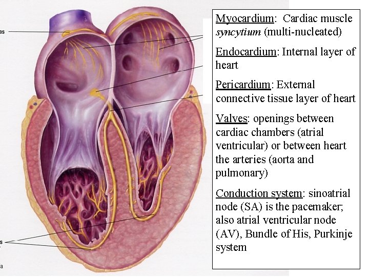 Myocardium: Cardiac muscle syncytium (multi-nucleated) Endocardium: Internal layer of heart Pericardium: External connective tissue