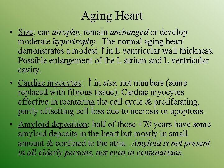 Aging Heart • Size: can atrophy, remain unchanged or develop moderate hypertrophy. The normal