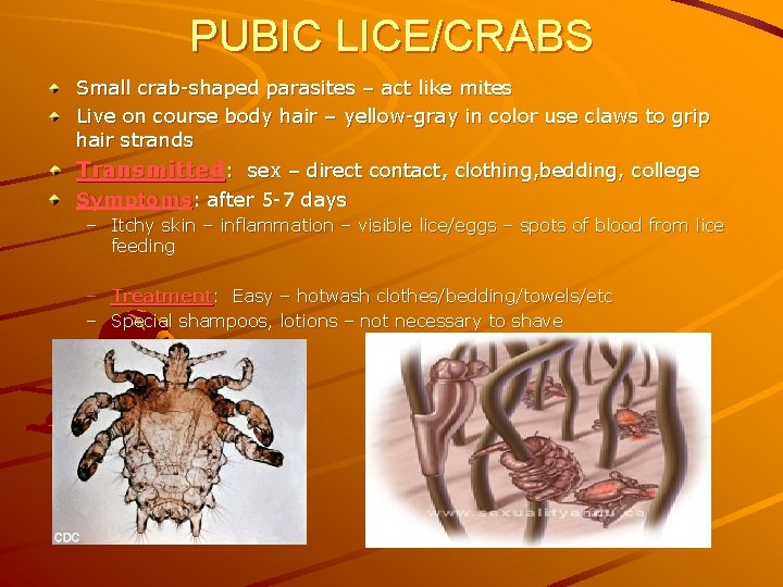 PUBIC LICE/CRABS Small crab-shaped parasites – act like mites Live on course body hair