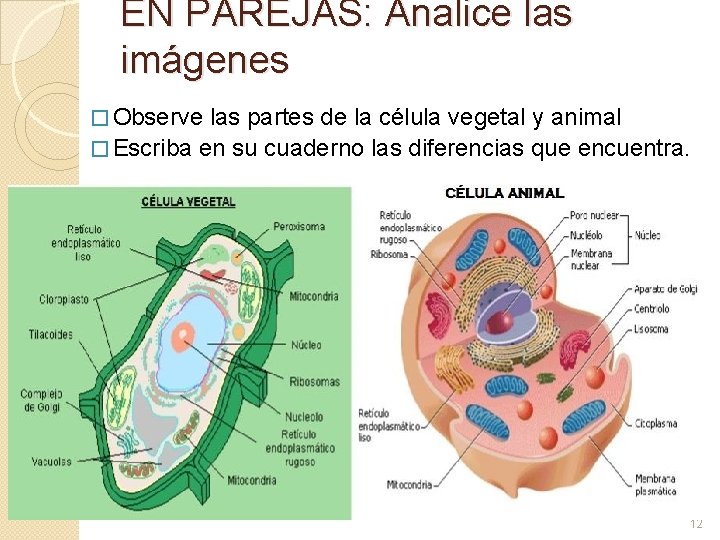 EN PAREJAS: Analice las imágenes � Observe las partes de la célula vegetal y